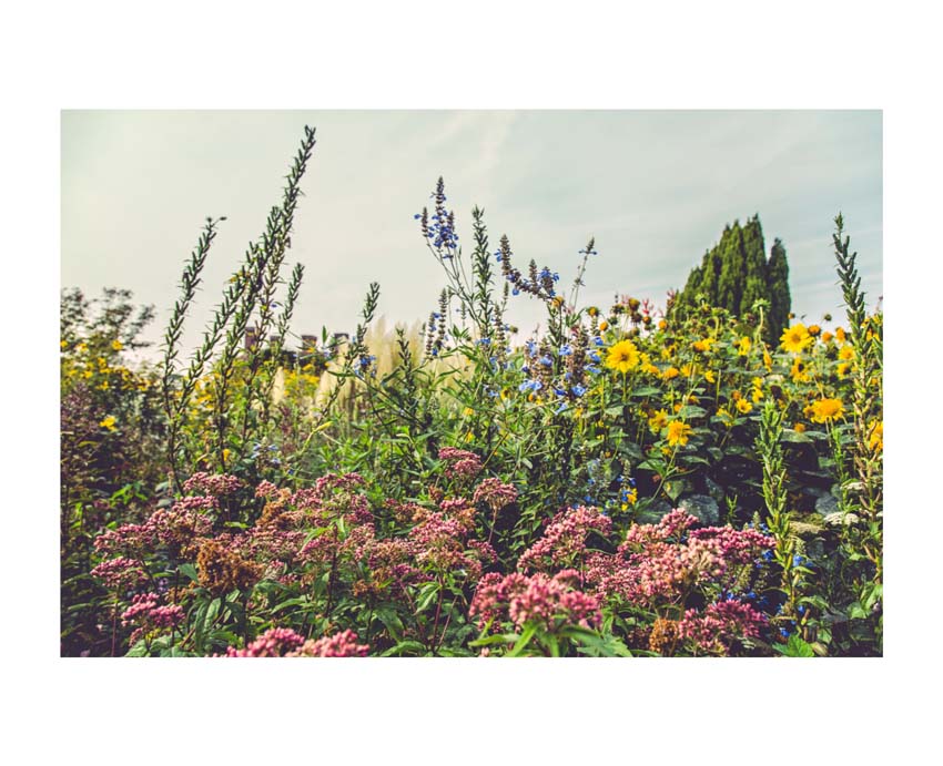 Liane Brookes - fotografia fiori - iseeyouflower_1