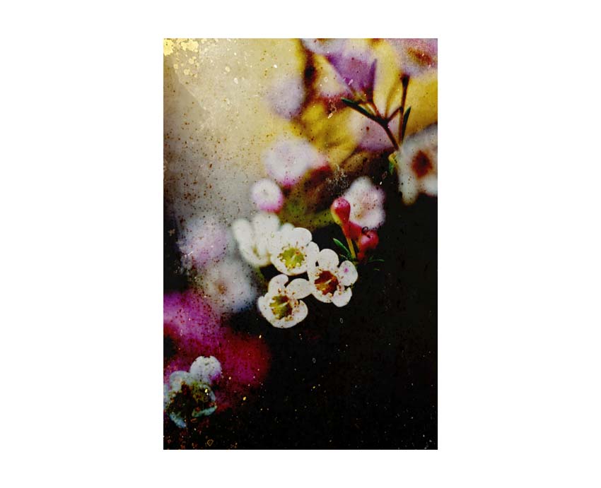 Liane Brookes - fotografia fiori - iseeyouflower_10