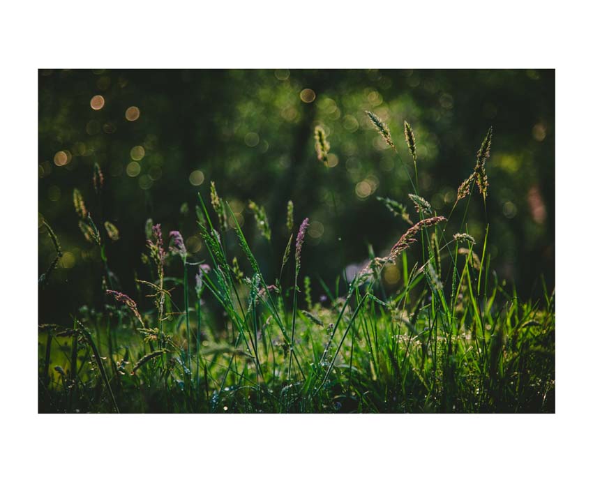 Liane Brookes - fotografia fiori - iseeyouflower_11