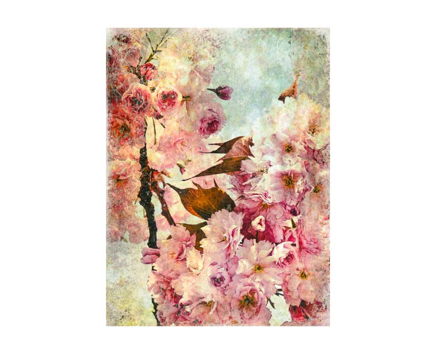 Liane Brookes - fotografia fiori - iseeyouflower_2