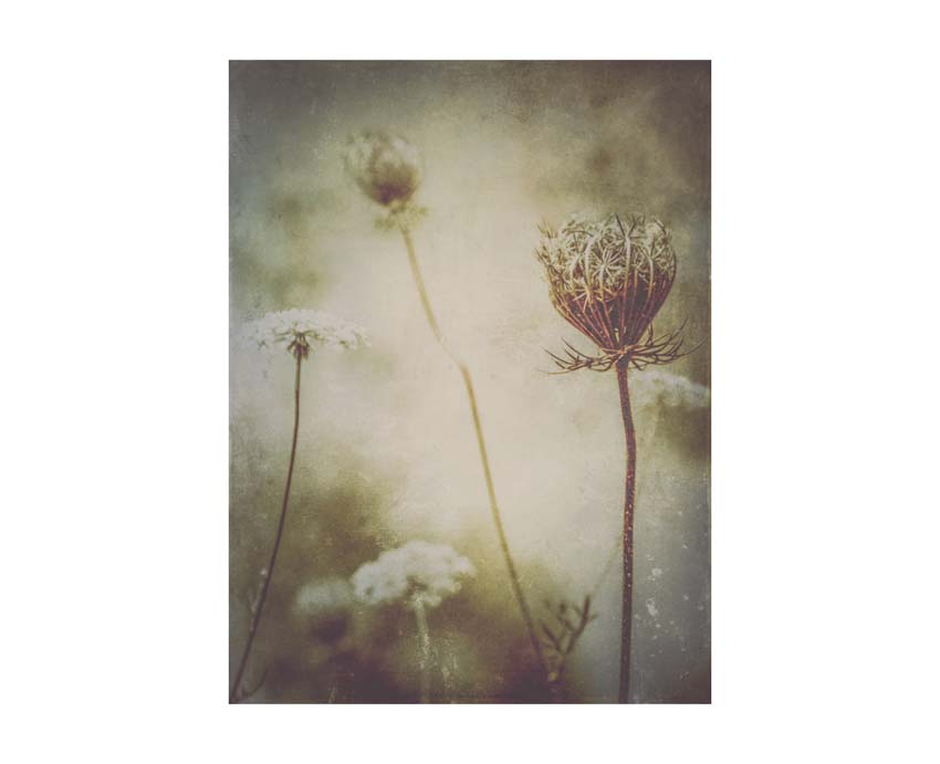 Liane Brookes - fotografia fiori - iseeyouflower_3