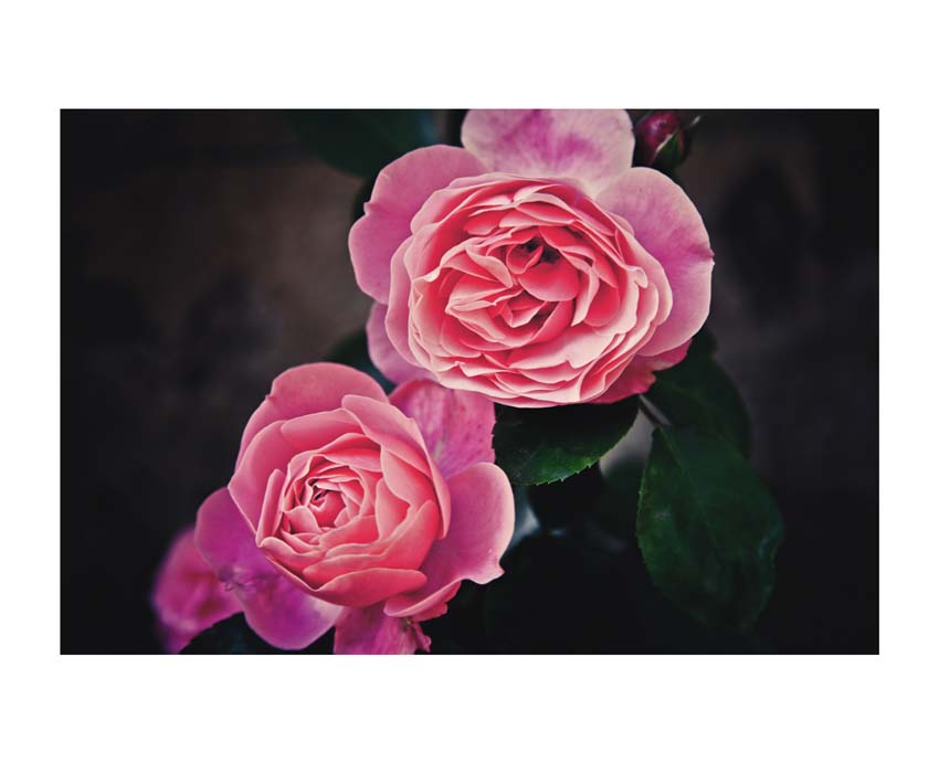 Liane Brookes - fotografia fiori - iseeyouflower_4