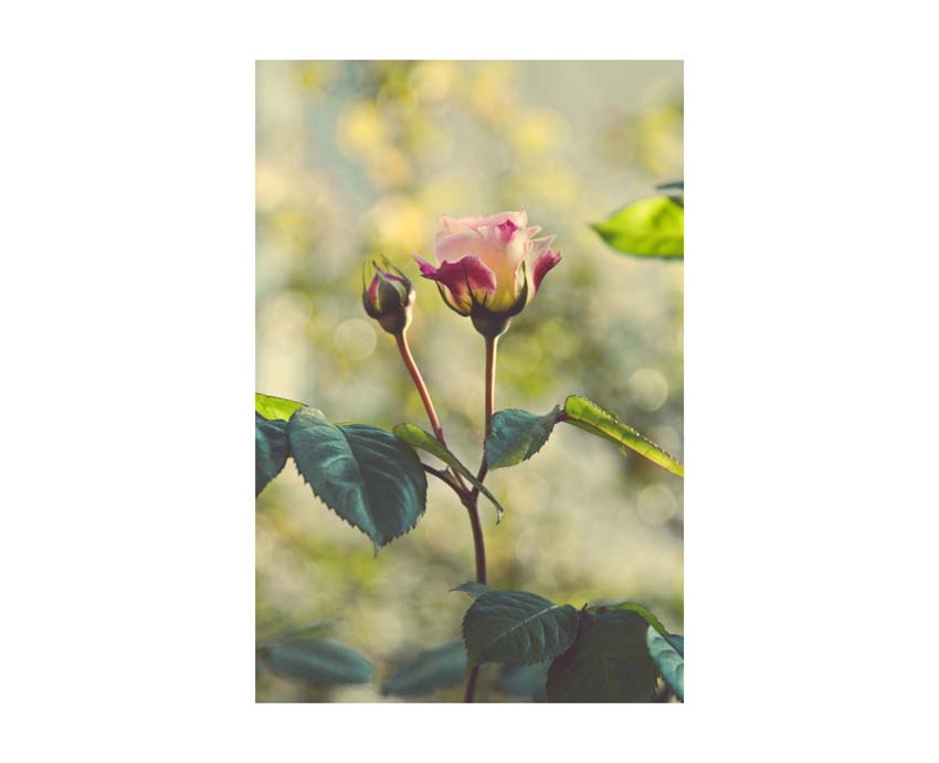 Liane Brookes - fotografia fiori - iseeyouflower_5
