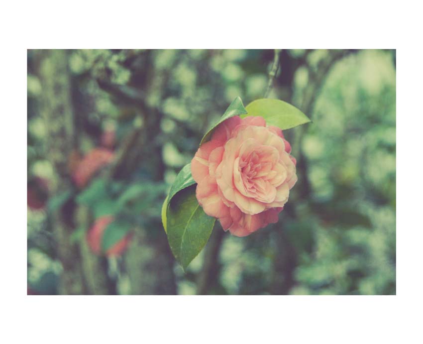 Liane Brookes - fotografia fiori - iseeyouflower_6