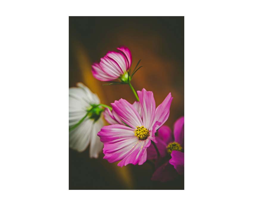 Liane Brookes - fotografia fiori - iseeyouflower_7