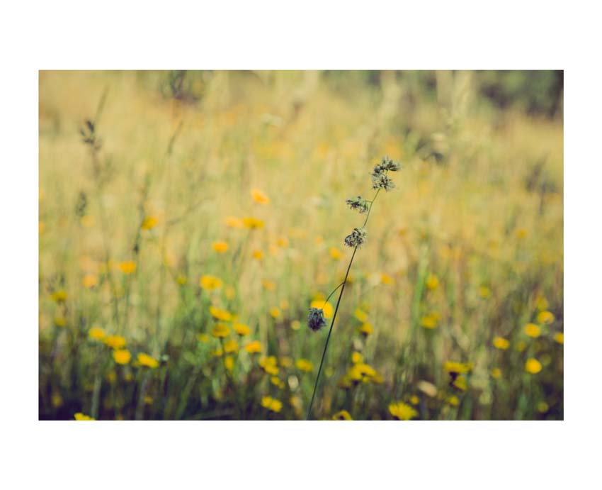 Liane Brookes - fotografia fiori - iseeyouflower_8